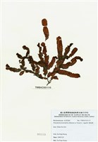 藏品(脈膜藻)的圖片